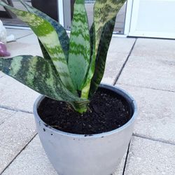 Huge Plants  In Weeki Wachee Spring Hill