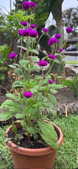 Beautiful Purple Gomphrena globosa !!!!