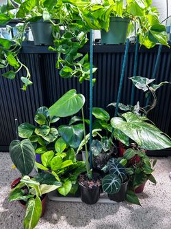 Beautiful Plants