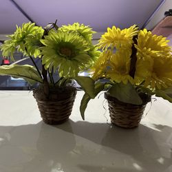 INDOOR DECORATIVE PLANT 