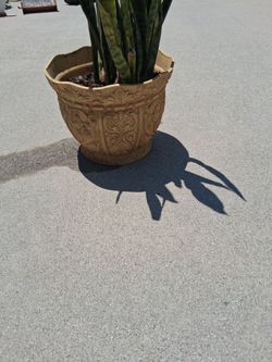 Potted Plant