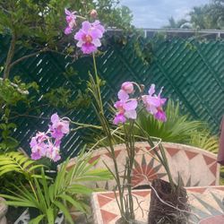 Blooming Pencil Orchid 