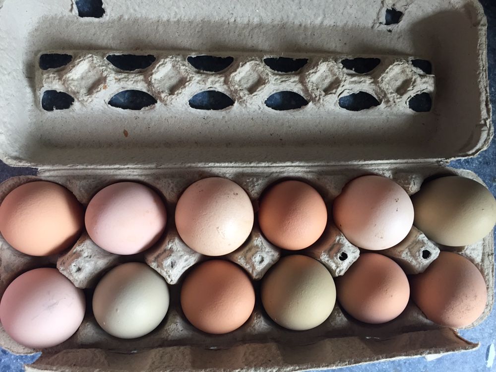 Fresh Organic Eggs