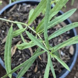 BEST SALE FOR MILKWEED 1 GALLON