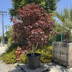 Euphorbia cotinifolia, Caribbean Copper Tree 