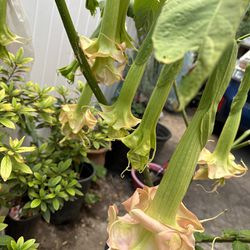 Double Layer Angel Trumpet