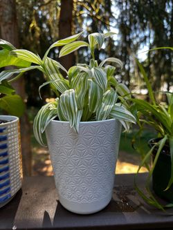 Houseplants for sale, pothos, spider plants and monstera