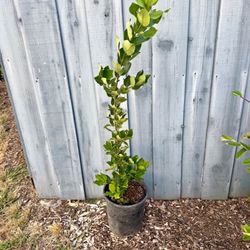 Bay Leaf Plant 