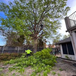 GOOD PRICE ON 🌳🌳Removal 