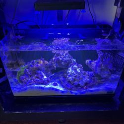 IM Aio Saltwater Tank 
