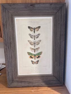 Framed Vintage Nocturnes Moth Art