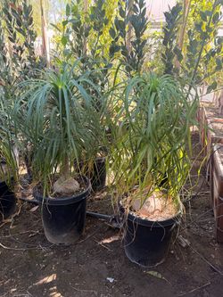 Pony palms 15 gal