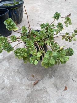 Plectranthus tomentosa