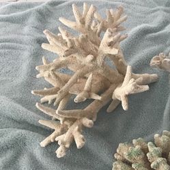 Real Branch Coral