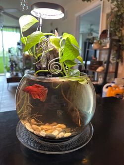 Handcrafted Blissful Waters Living Aquarium 🌿🐠