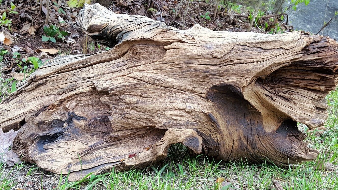 Large freshwater Maine driftwood - aquariums landscapes decor etc
