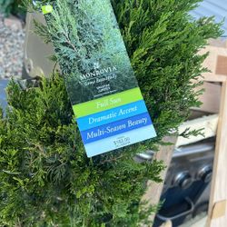 Spartan Juniper Tree 