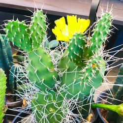 Paper Spine Prickly Pear Cactus with Beautiful Yellow Flowers - 2' ft. Tall! 🌵