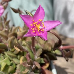 Succulent W/nice Flowers