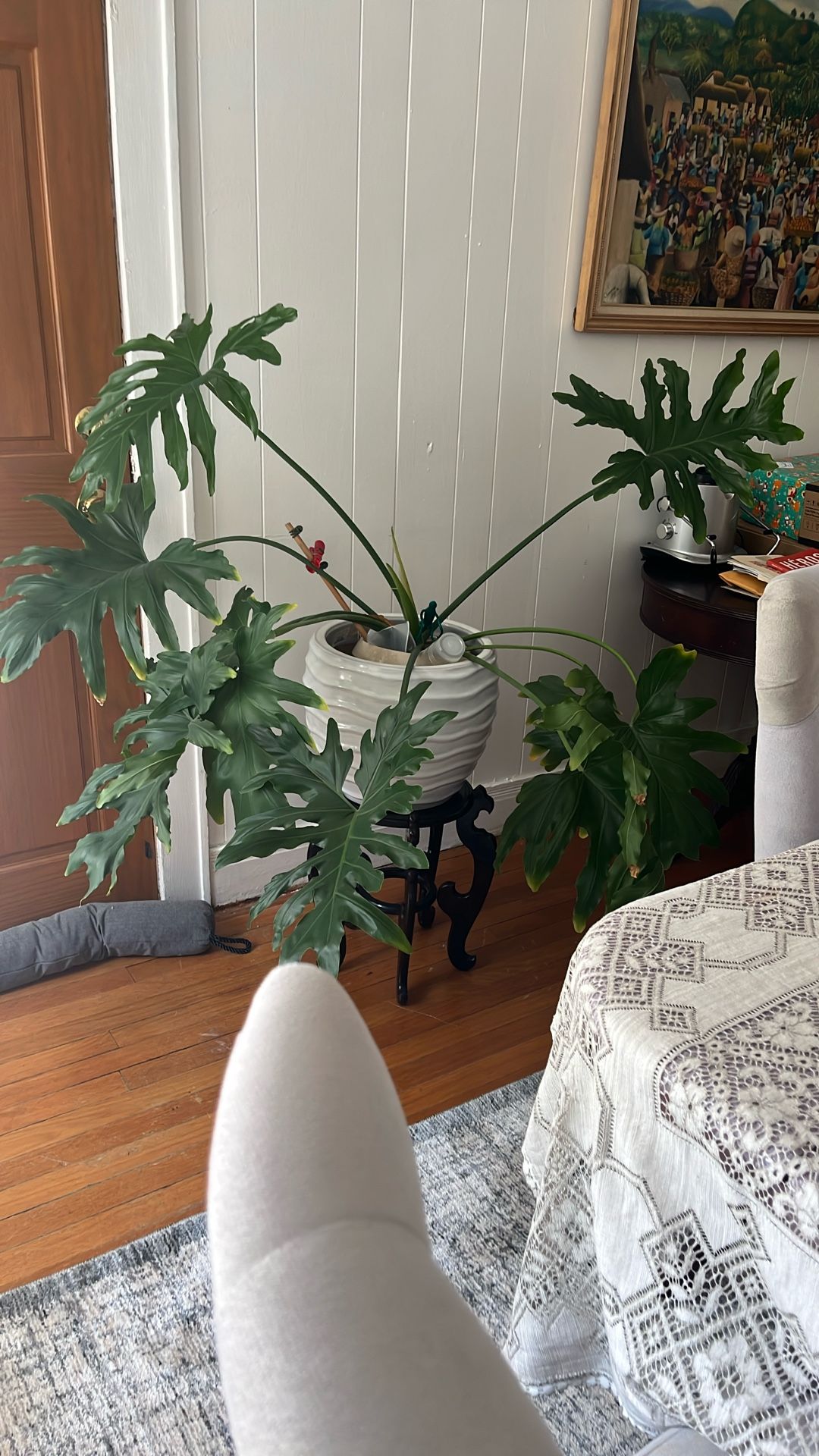 Indoor Plant