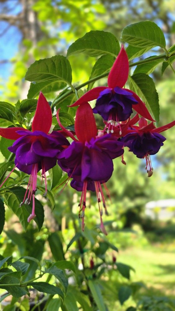 Perennial Plants