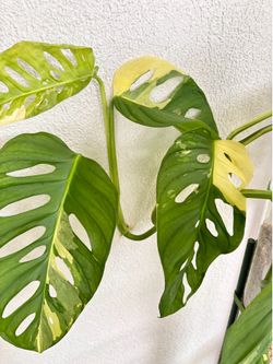 4ft Monstera Adansonii Albo Variegated