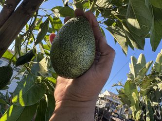 gem avocado