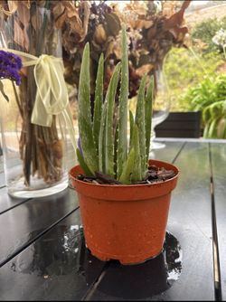 Aloe Vera Plant 🪴