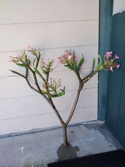 Plumeria cutting, Cancun Pink