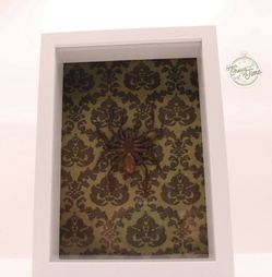 Taxidermy tarantula