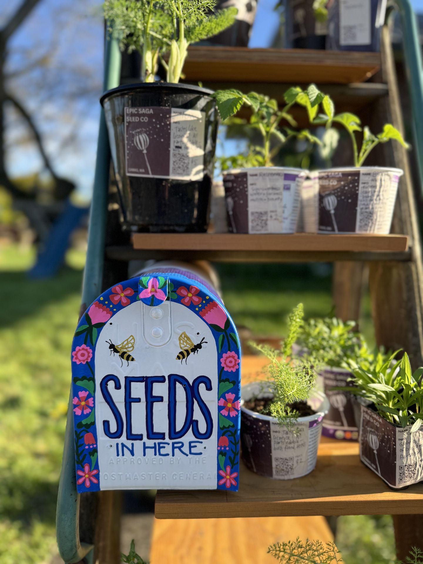 LOCAL STARTS & SEEDS