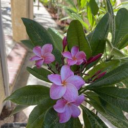 Plumeria Pink Shell