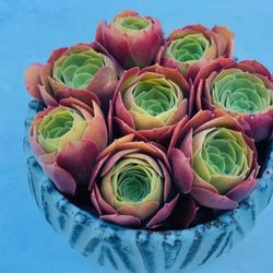 8 Aeonium ’Blushing Beauty‘ CUTTINGS, get 2 free succulent cuttings.