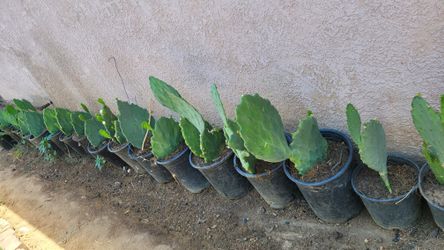 Nopales