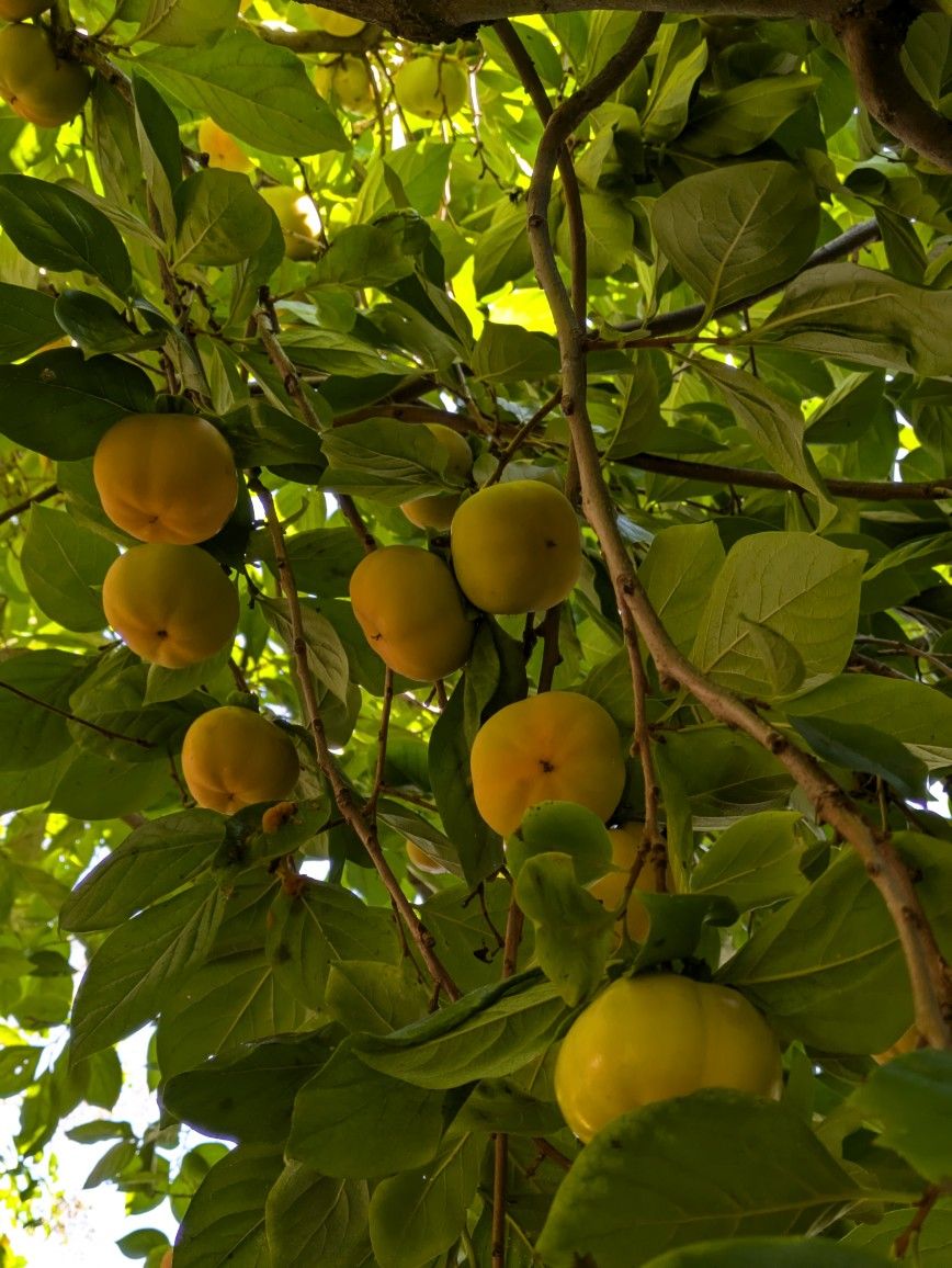 Organic Fuyu Persimmon Fruit Pick Up