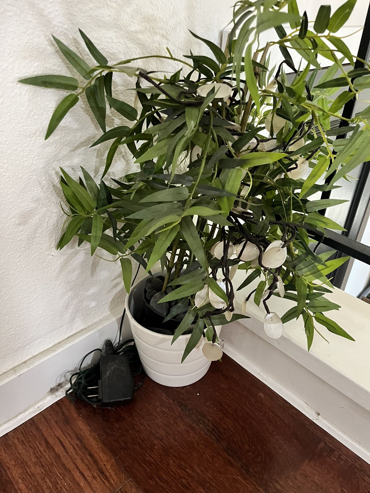House Plant