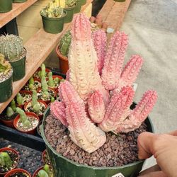 Euphorbia Abdelkuri Varigated 