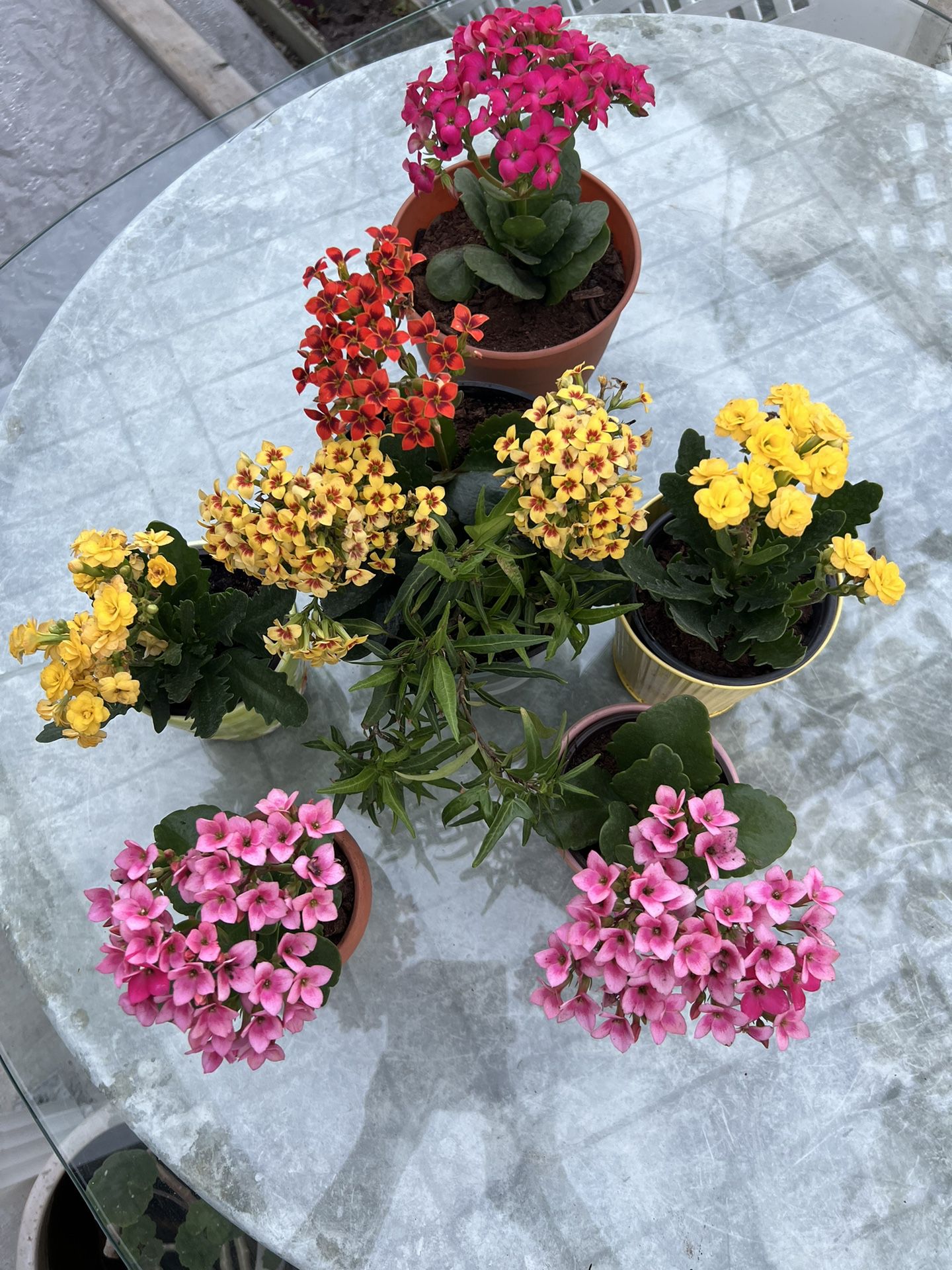 MULTICOLORED CALANHOE PLANTS WITH POTS FOR SALE 