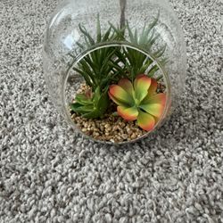Hanging Glass succulents