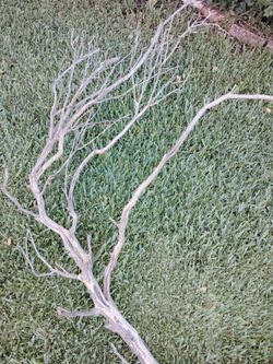 Manzanita wood/aquariums/ crafts