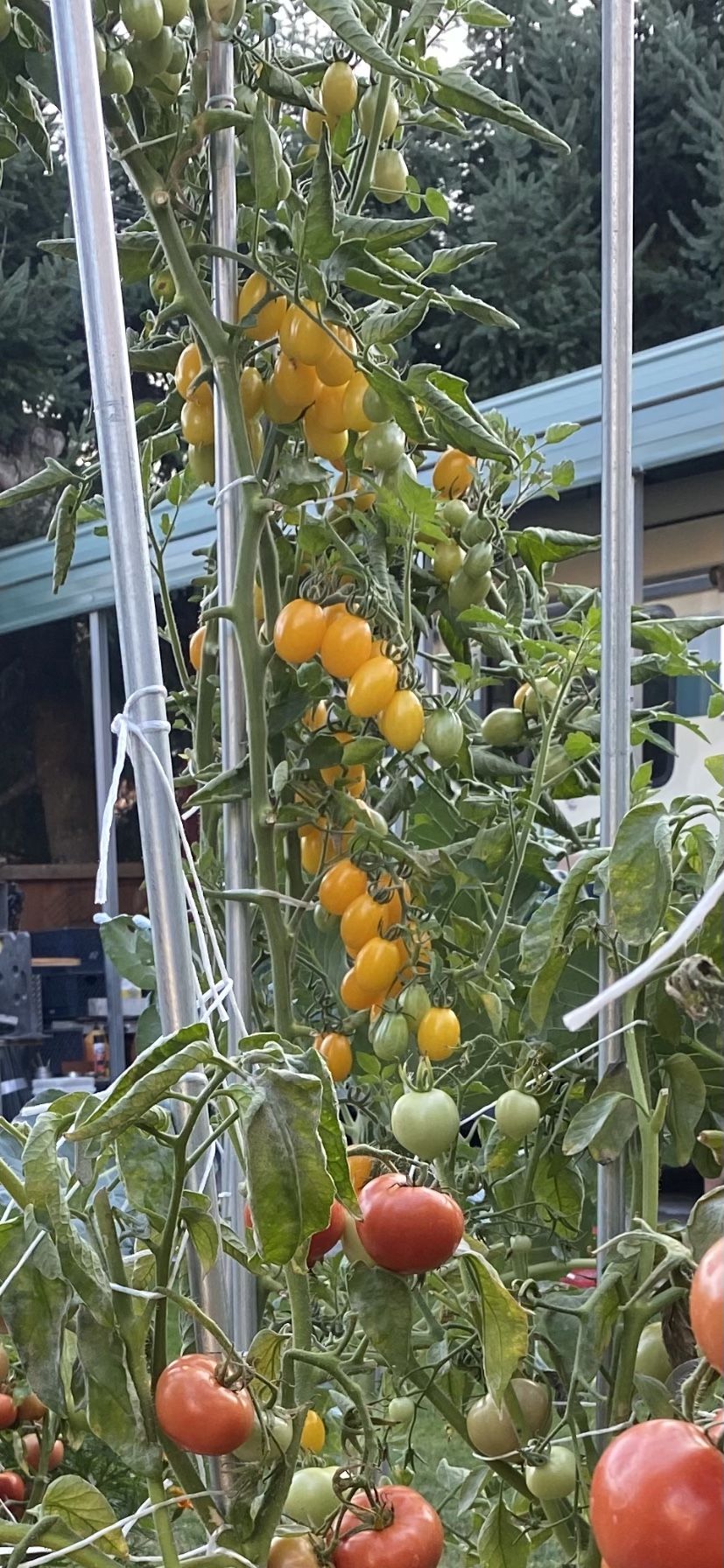 Tomato Plants for Sale in Puyallup, WA OfferUp