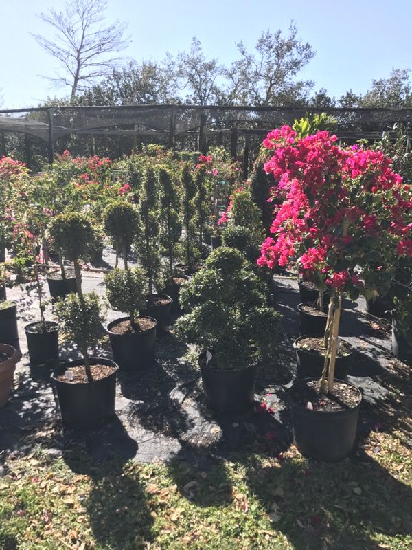 Sale topiary assorted sizes