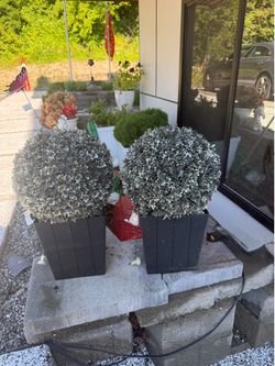 Modern Decorative Boxwood Topiary Planters – $10 Each