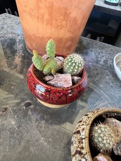Mini cacti
