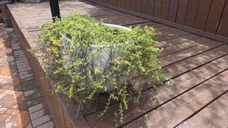 Potted plant $50 obo