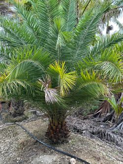 Sylvester Palms