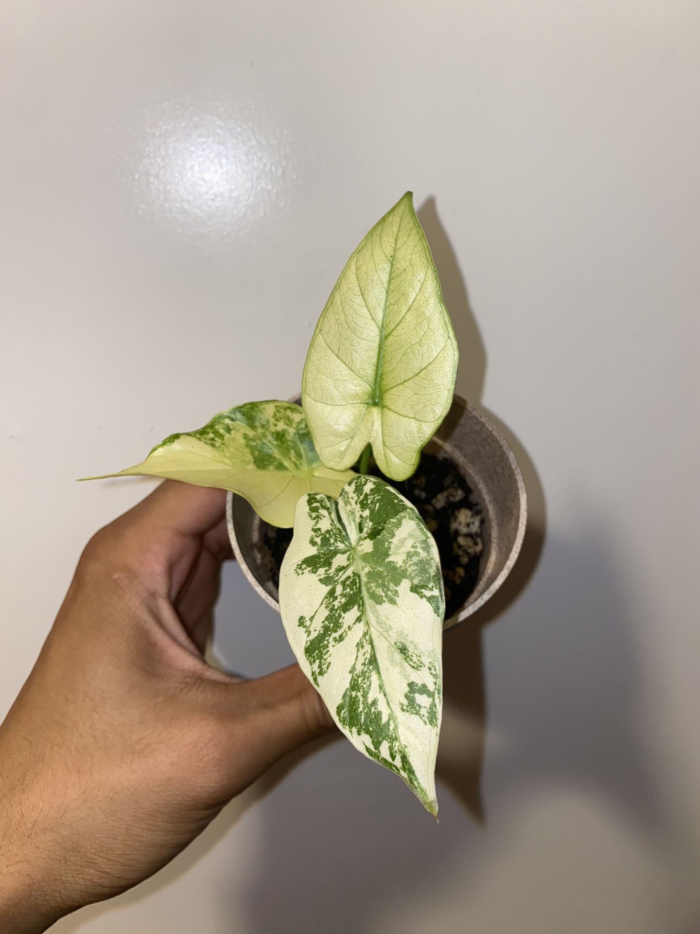 Alocasia Gageana Aurea/Mint 3 Inch Ceramic Pot