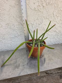 Golden Rat Tail Cactus Plant