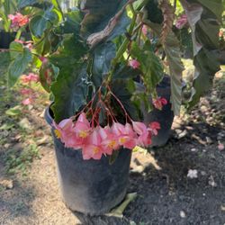 Plantas De Begonias