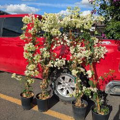 $25 Each Bougainvilleas 5gal